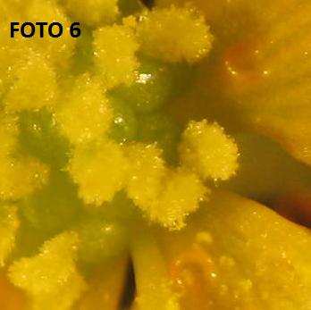 Ranunculus da determinare